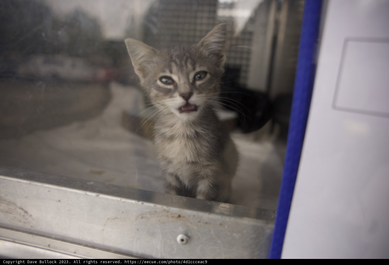Whiskers in the Window Light