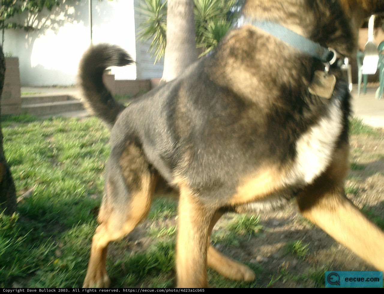 A German Shepherd Strolls on the Grassy Land