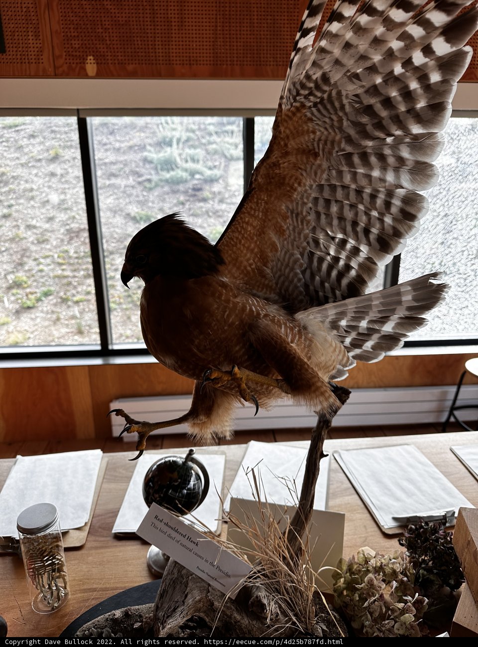 Majestic Accipiter Perched on Table