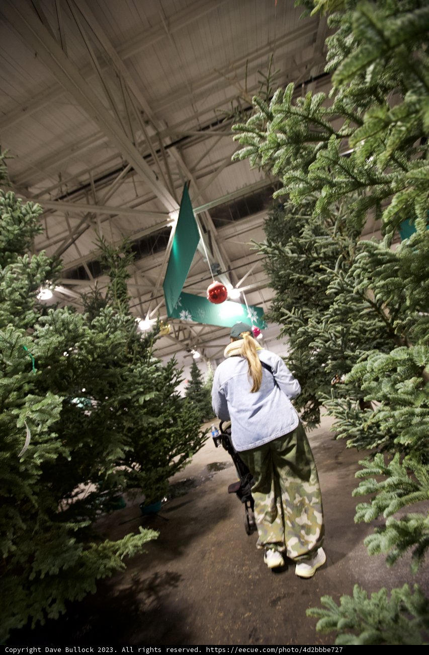 Yuletide Spirit in the Wild