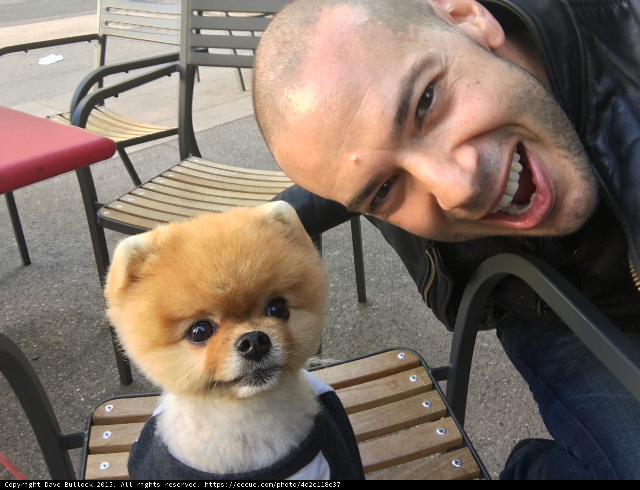 Cafe Scene With Dog