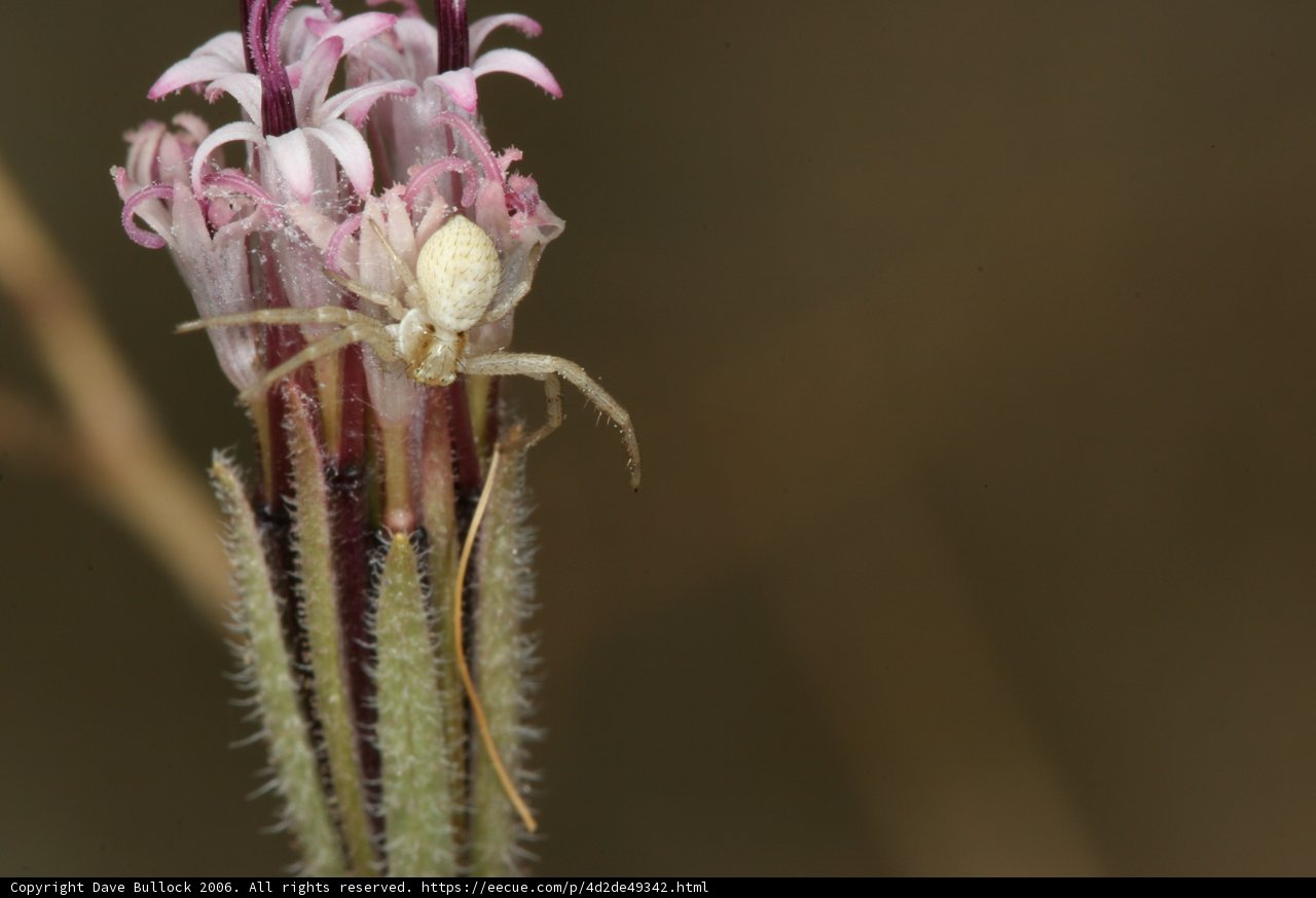 Garden Spider on a Desert Flower