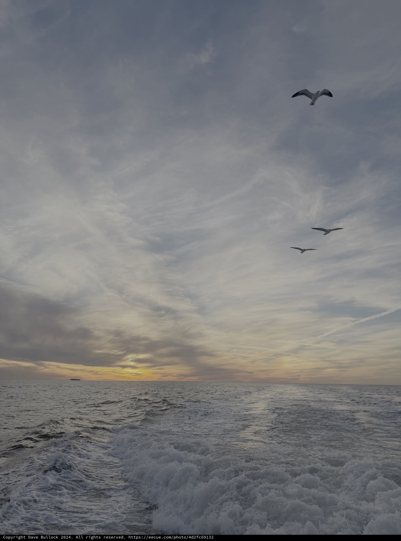 Seagulls Soaring Over Turbulent Ocean Waters