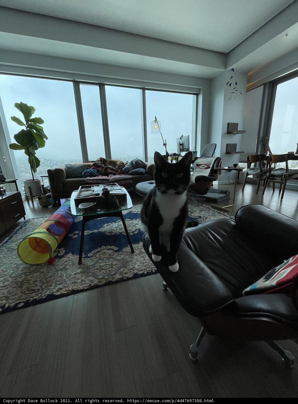 Feline Decor