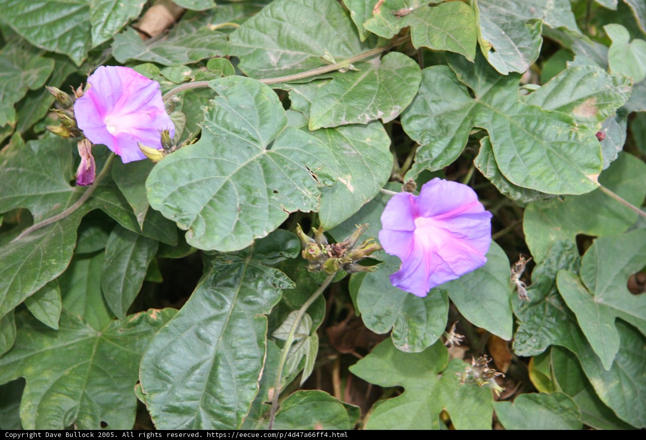 Vibrant Geranium
