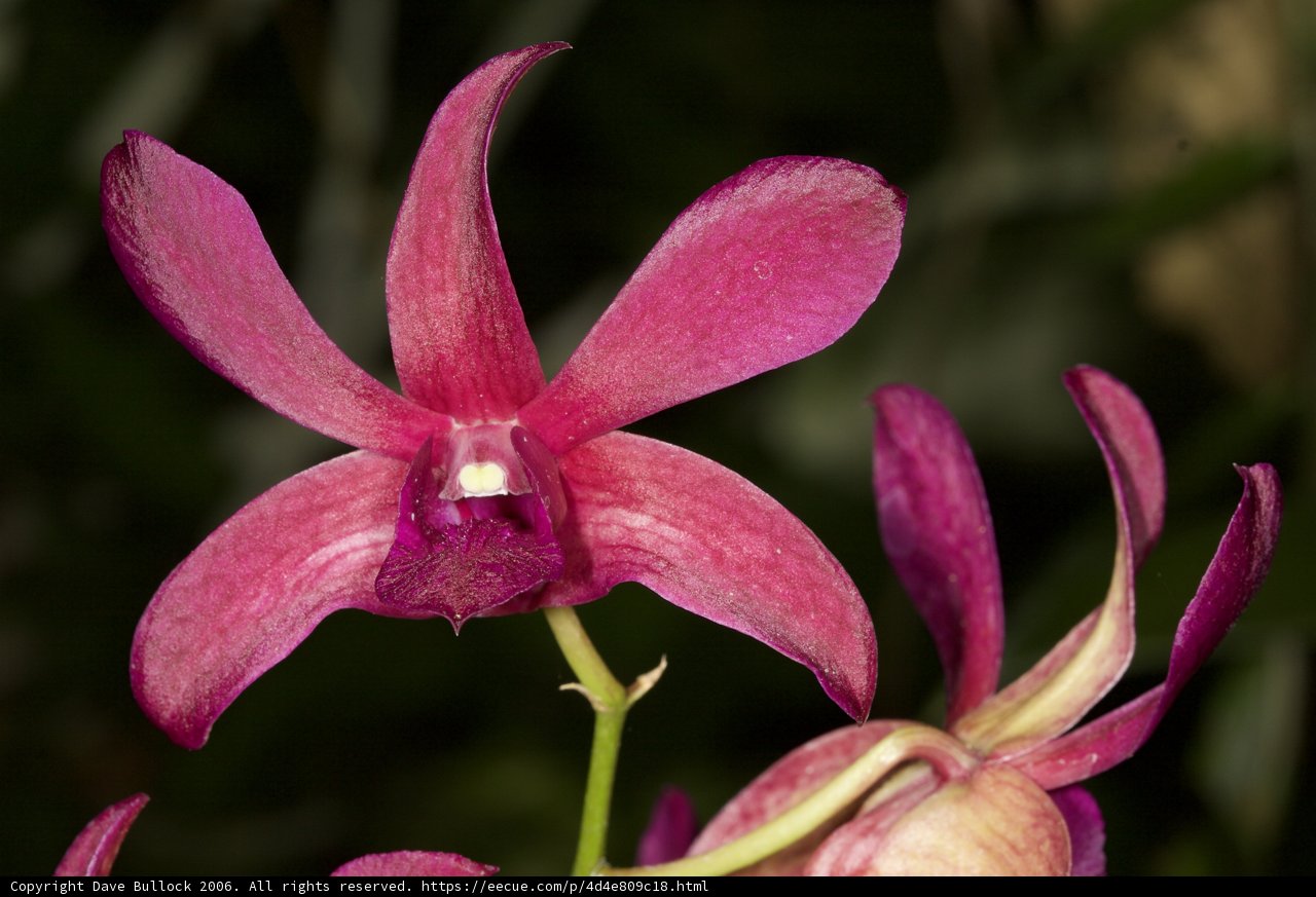 Pink Orchid in Fiji Caption: A close-up shot of a beautiful pink orchid with a green stem, captured during a trip to Fiji in 2006. The intricate petals of the flower create a stunning visual display, making it a favorite subject for photography.