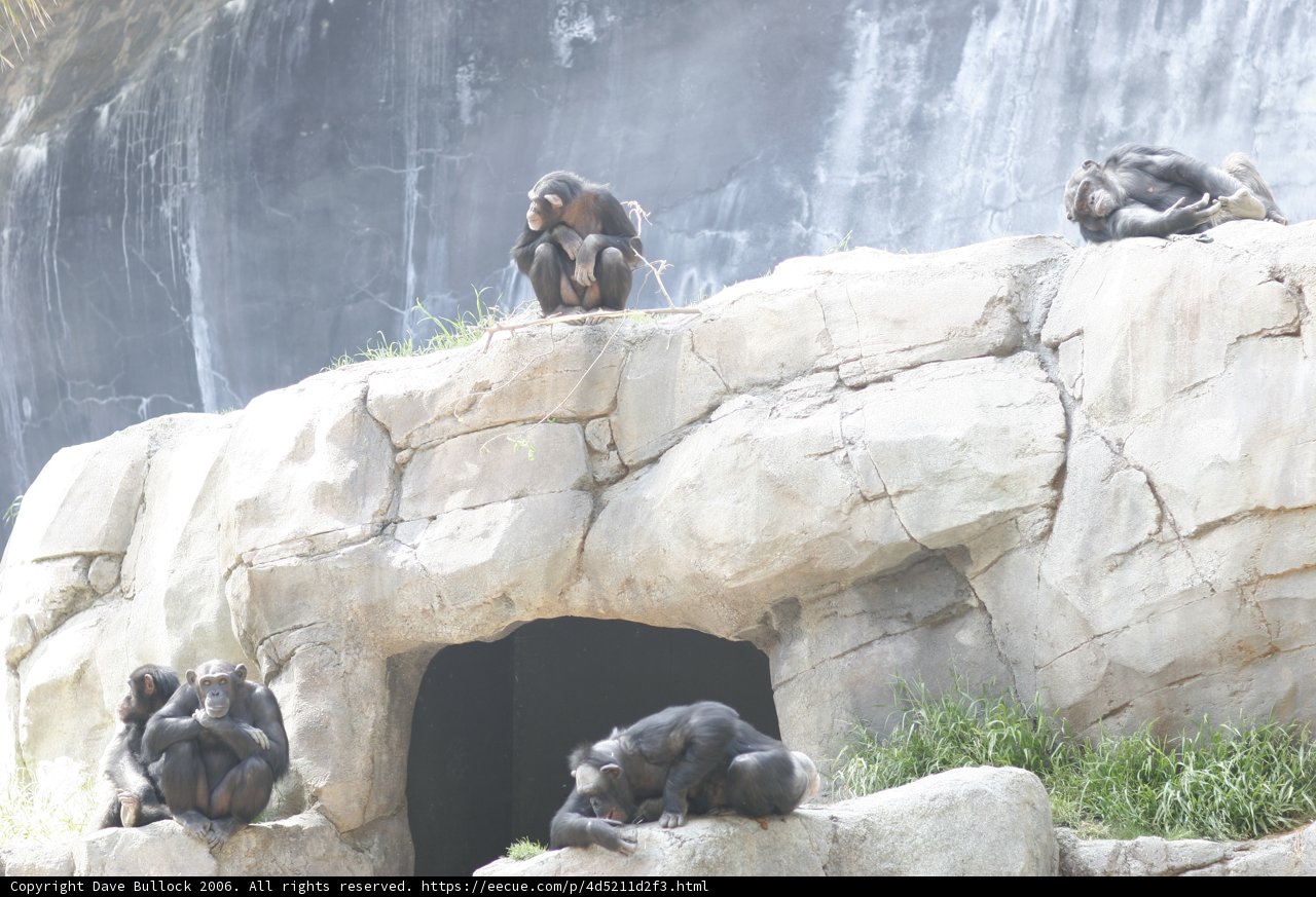Monkey Business