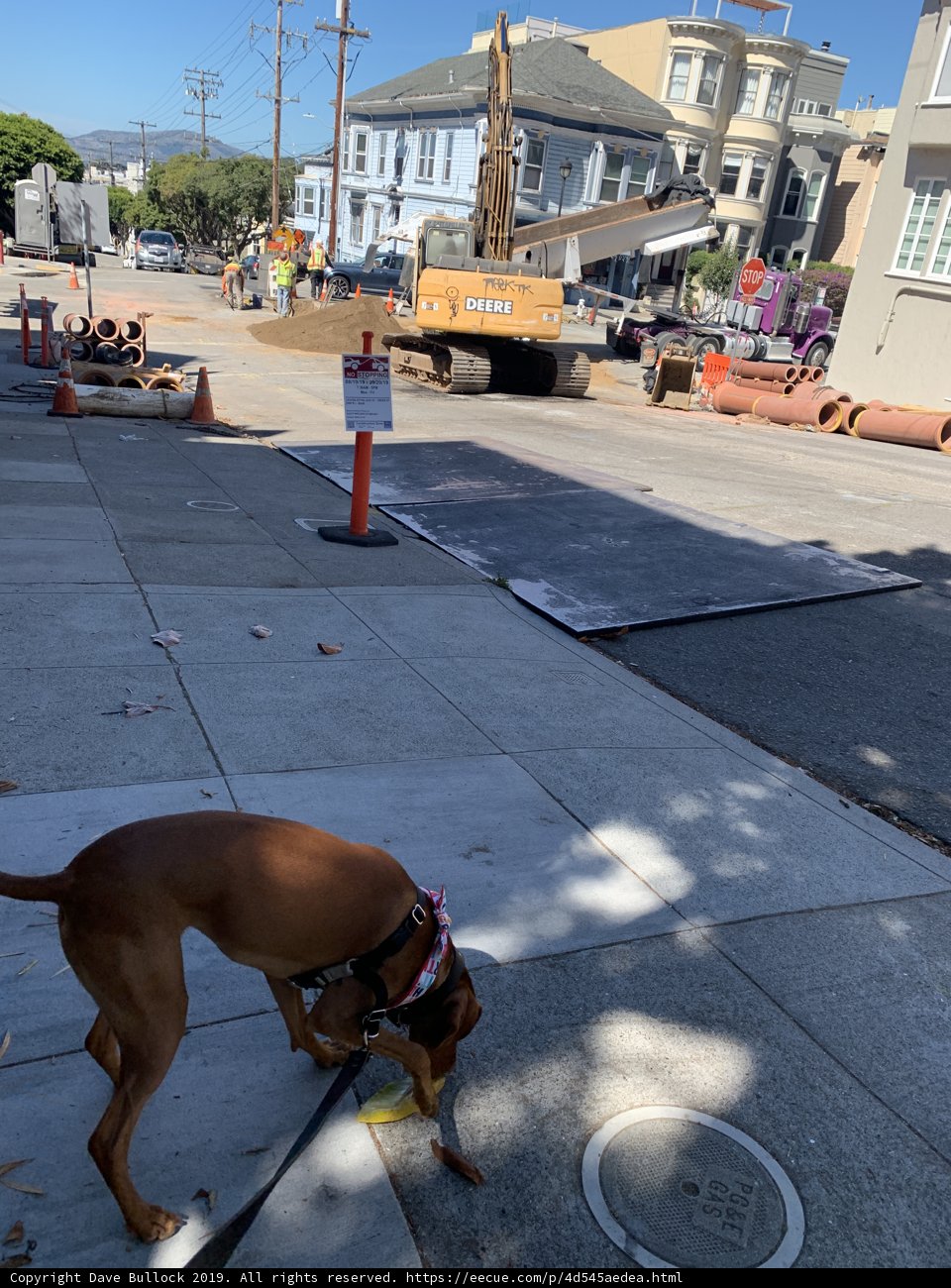 Canine Road Safety Inspector