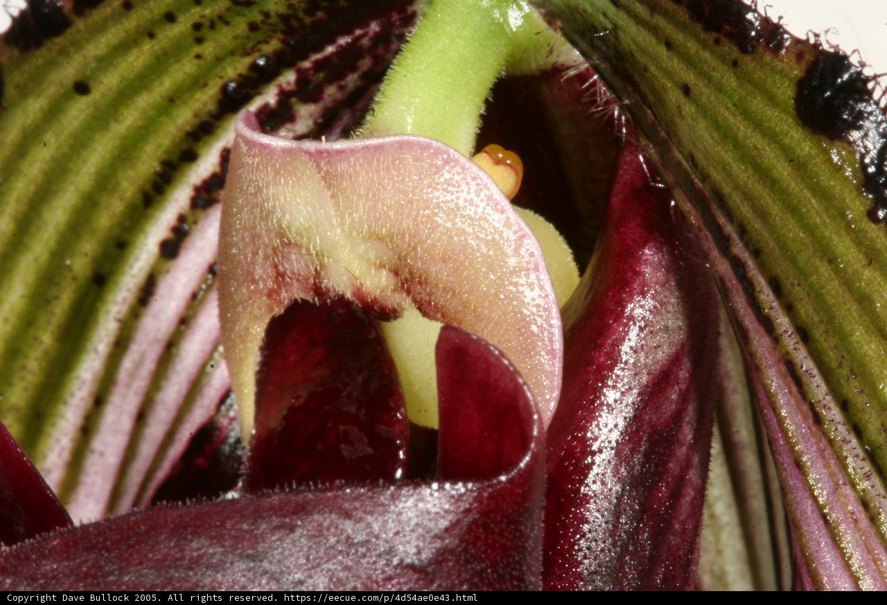 A Stunning Orchid Bloom