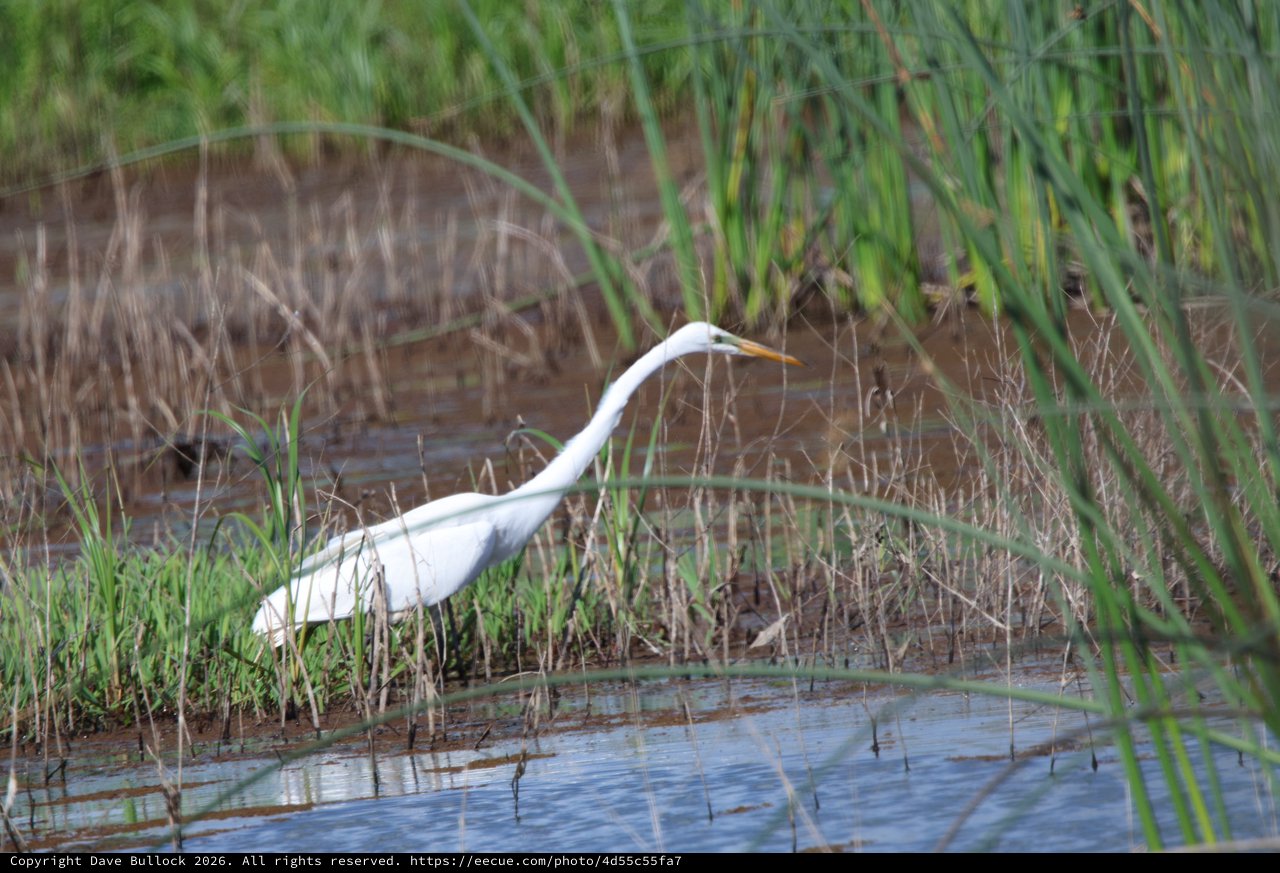 Great Egret Hunting in Wetland Marsh Habitat
