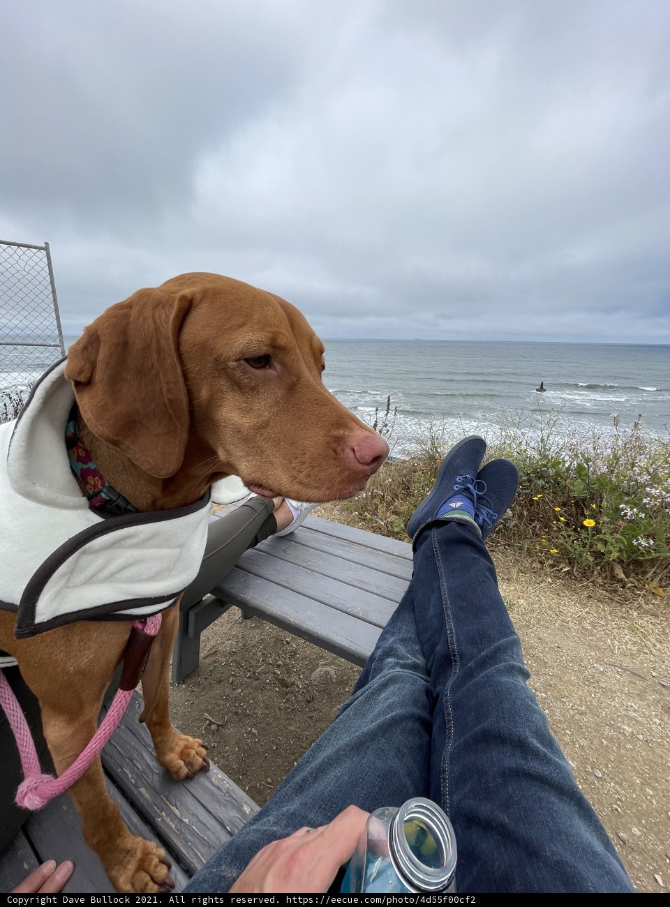 Coastal Companion