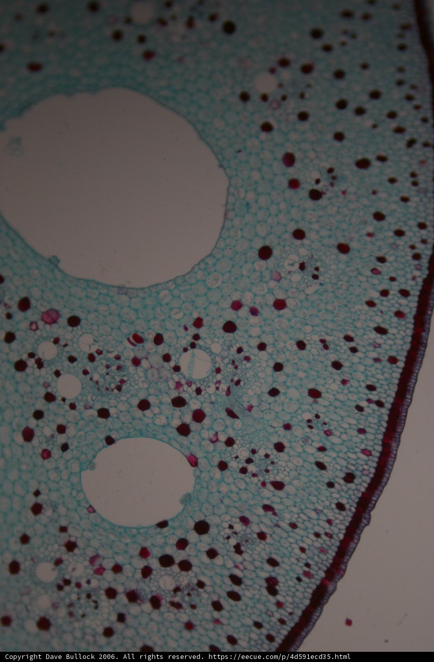 Red-Dotted Plant Cell