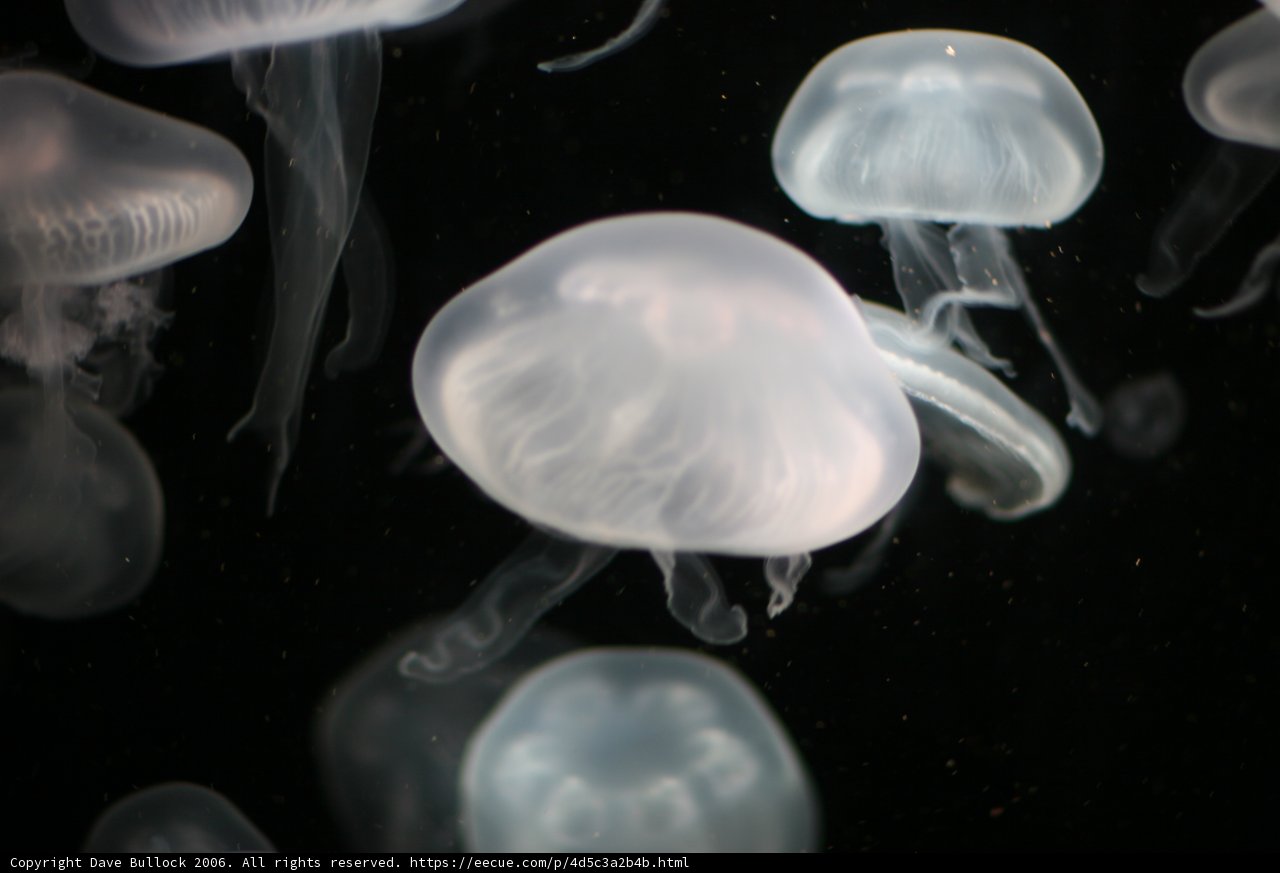 Enchanting Sea Life: Jellyfish in the Aquarium