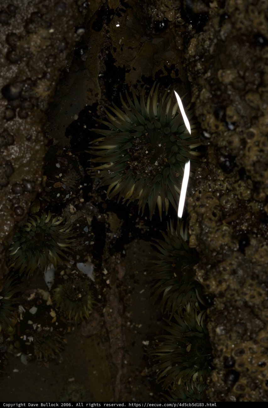 Illuminated Sea Urchin