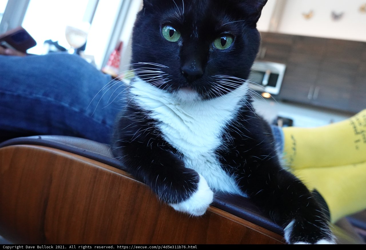 Elegant Feline on a Wooden Chair