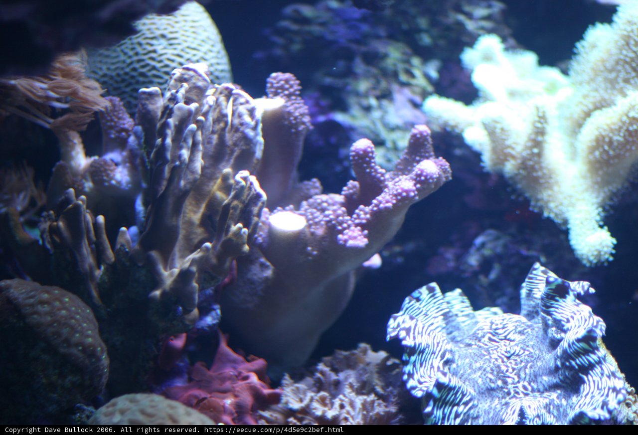 Diverse Coral Reef Ecosystem