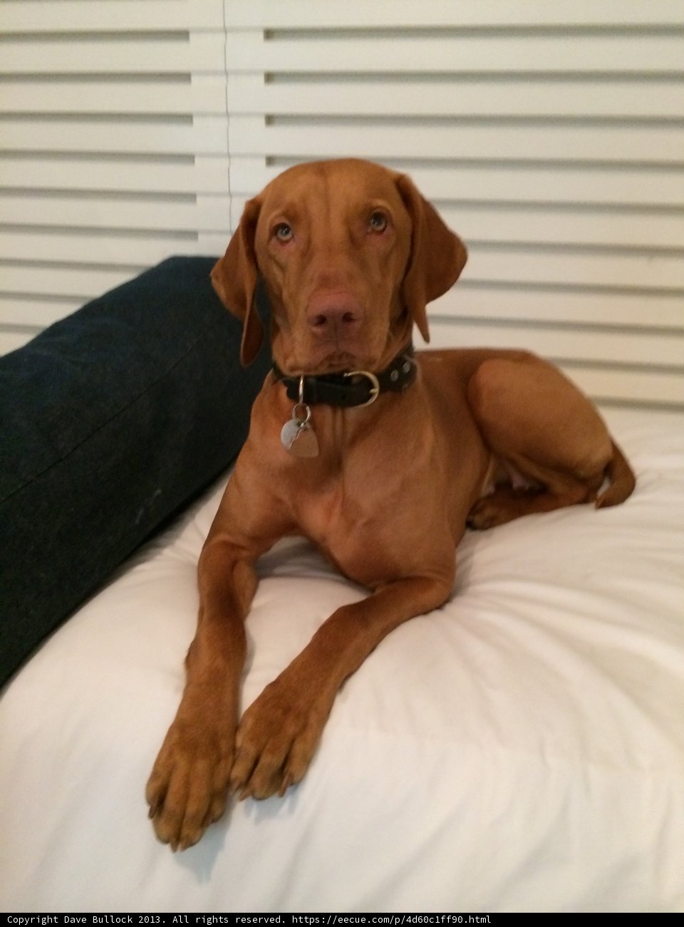 Cozy Canine Bedtime
