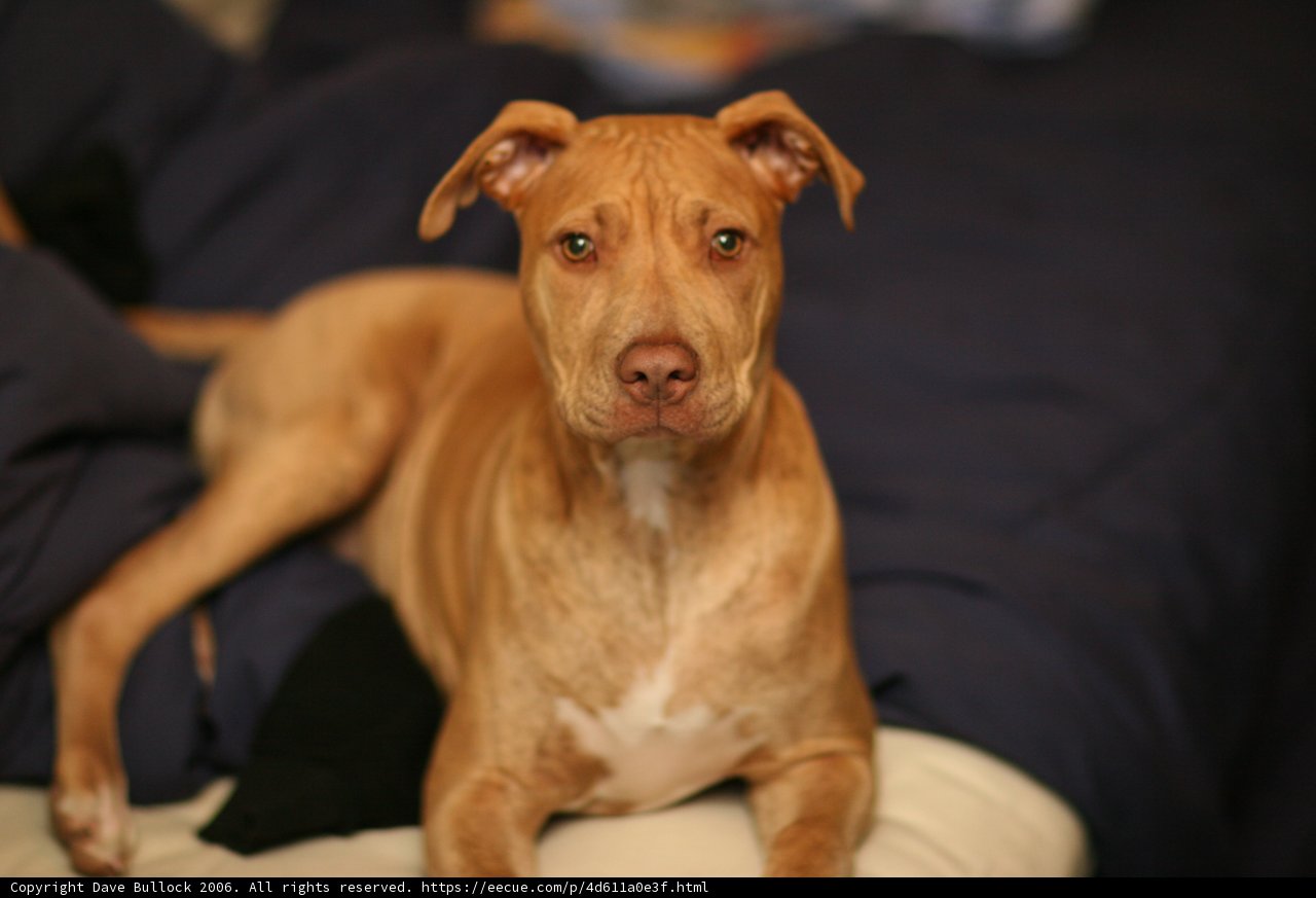Pitbull Pup on Wood Bed