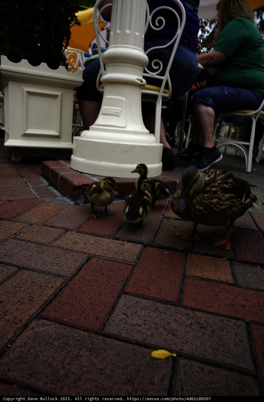 A Serene Moment at Disneyland