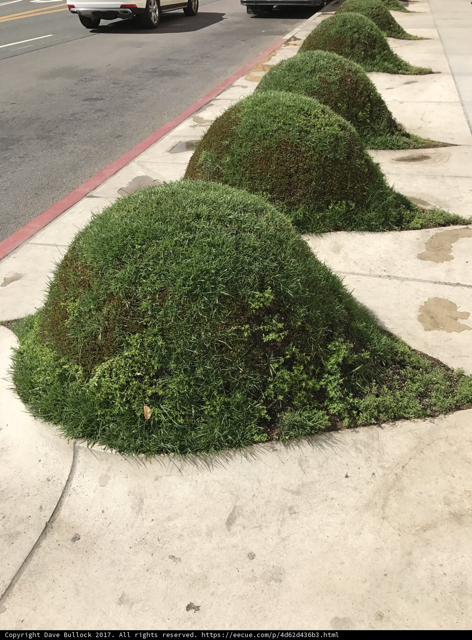 Greenery Growing on the Sidewalk