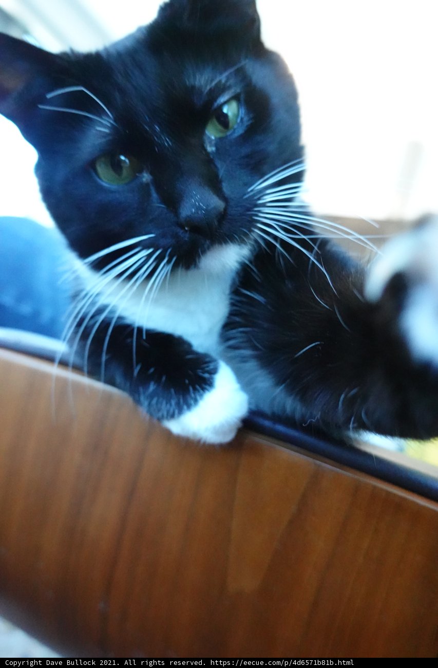 Feline on a Wooden Platform