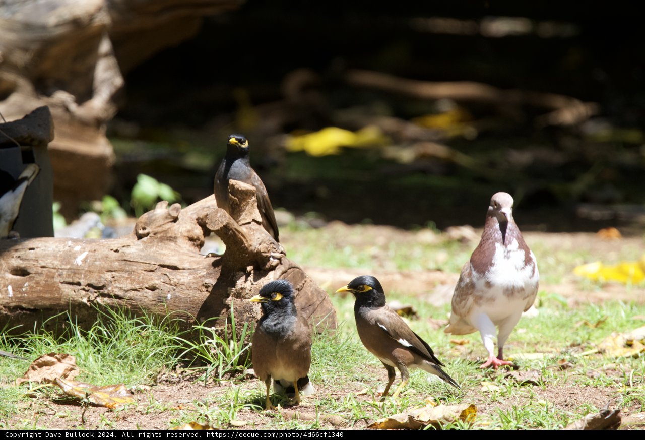 Avian Assembly at Honolulu Zoo