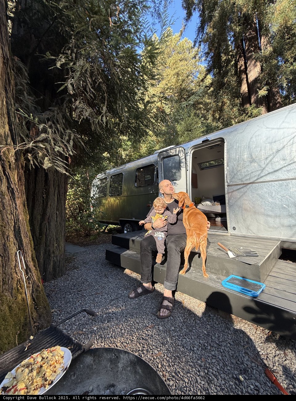 Tranquil Morning in the Redwood Retreat