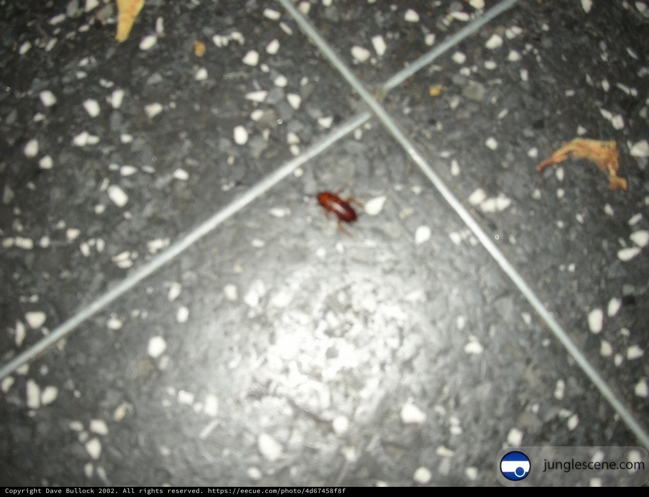 Creepy Crawly in the Bathroom