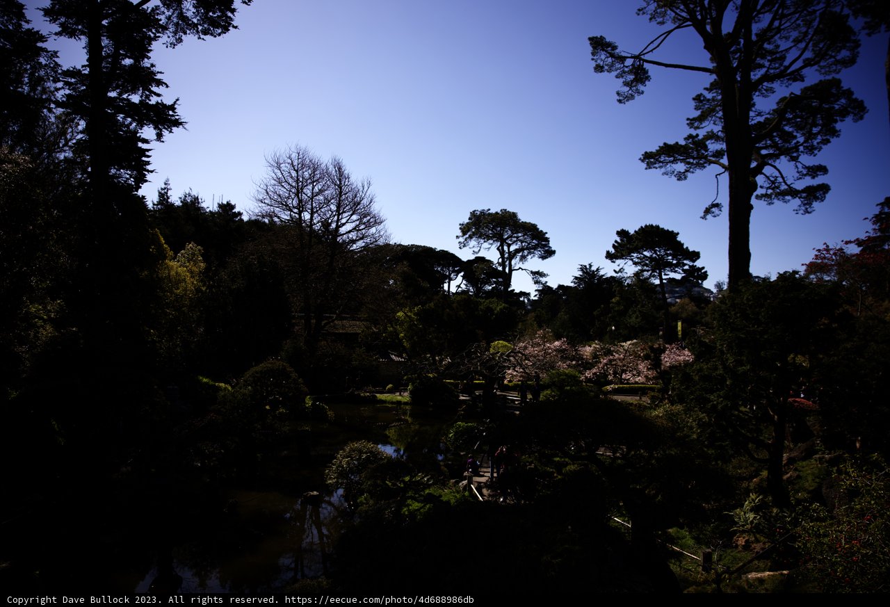 Serene Oasis at the Japanese Tea Garden