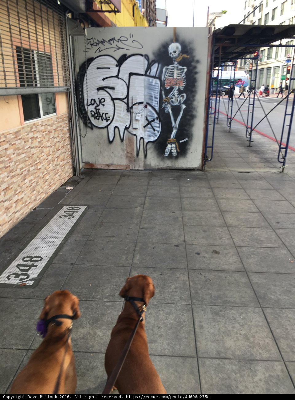 Urban Canines