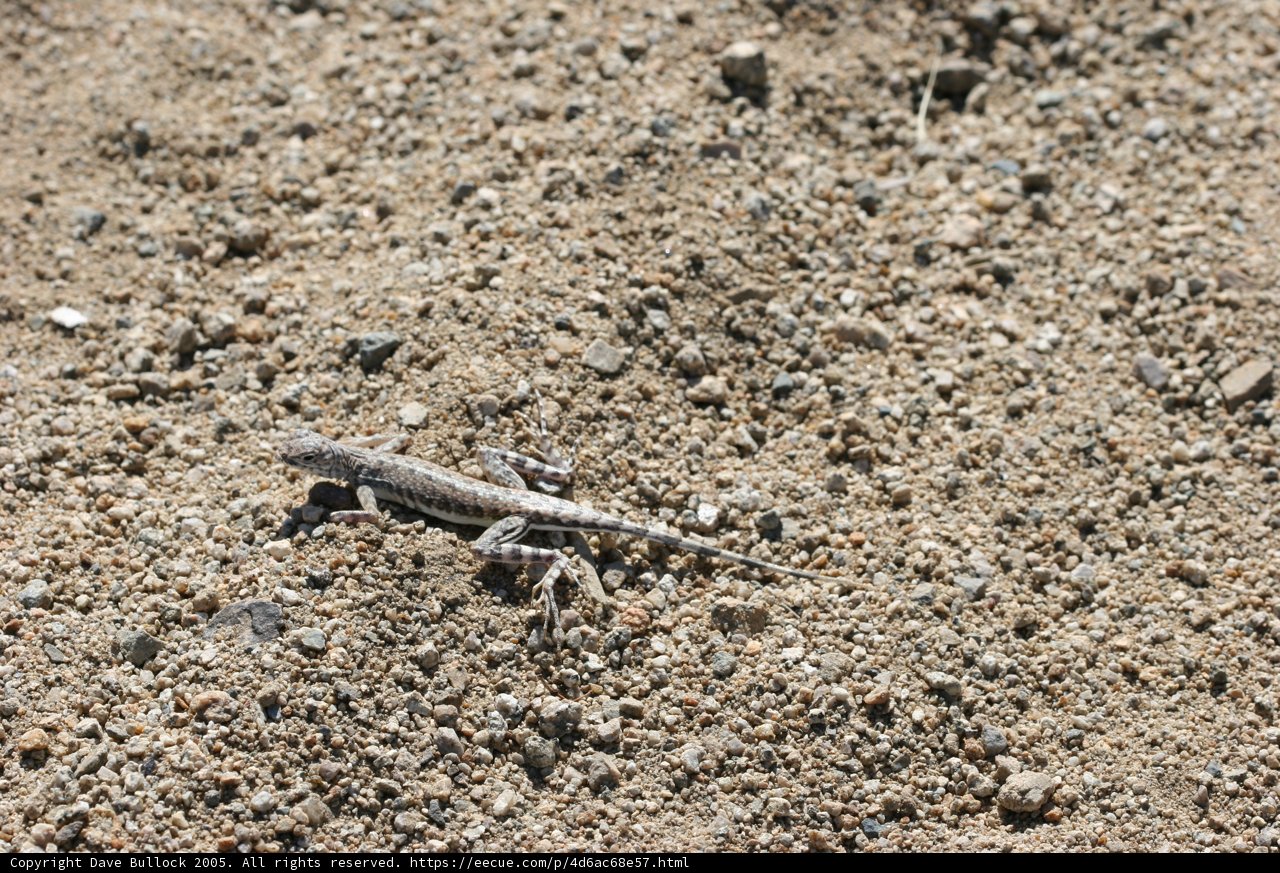 Desert Lizard Basking on the Rocks