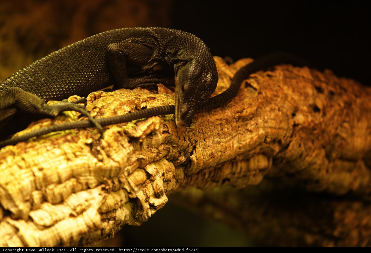 Dazzling Monitor Lizard at Oakland Zoo