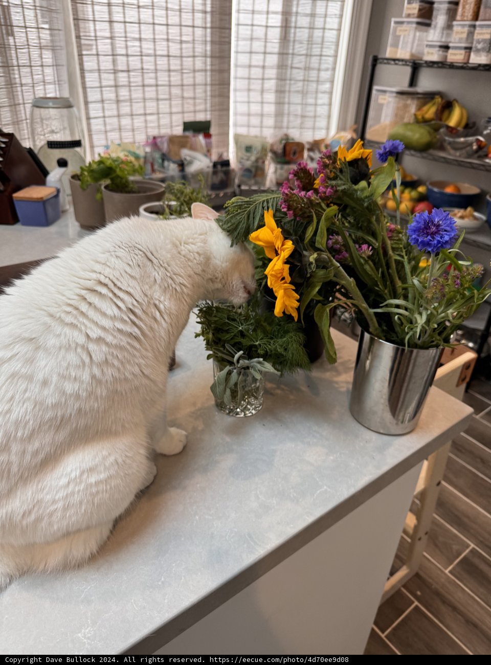 Feline Elegance Amidst Indoor Florals