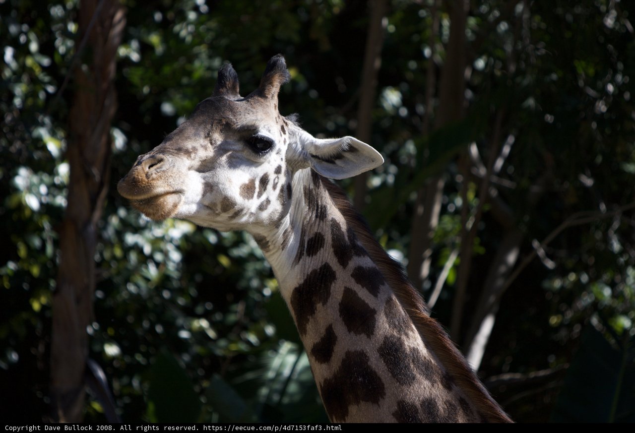A Tale of Two Necks