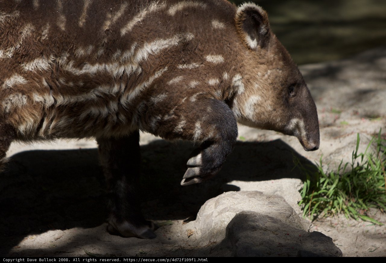 Ground-Walking Canine at the Zoo