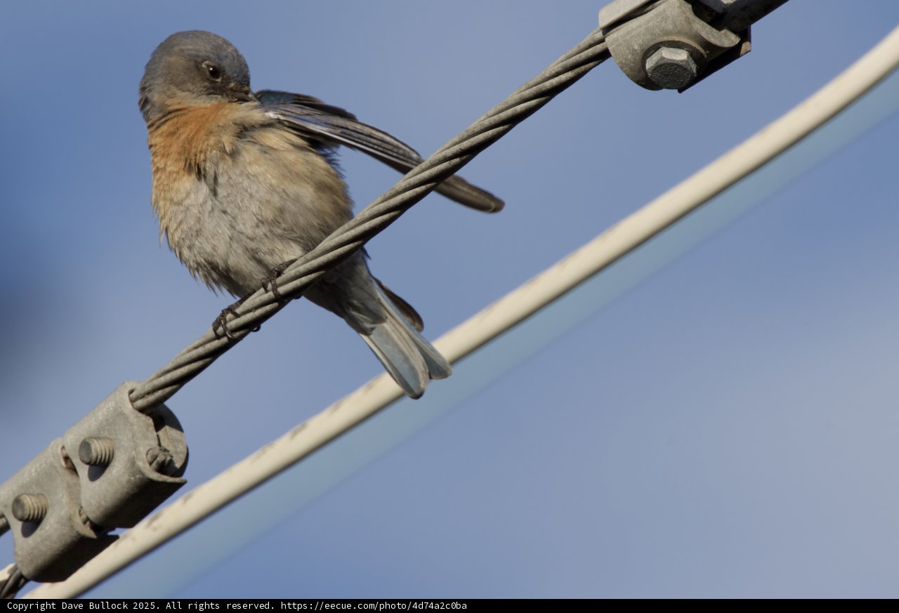 Perched Elegance