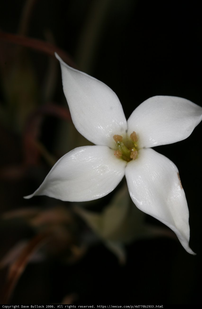 White Lily on a Dark Canvas