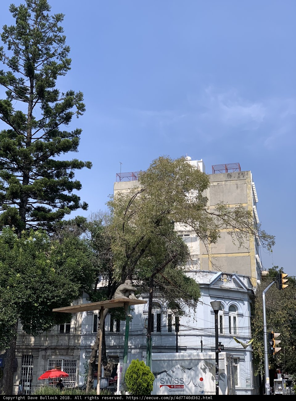 Majestic Fir Tree Stands Tall in Front of Building