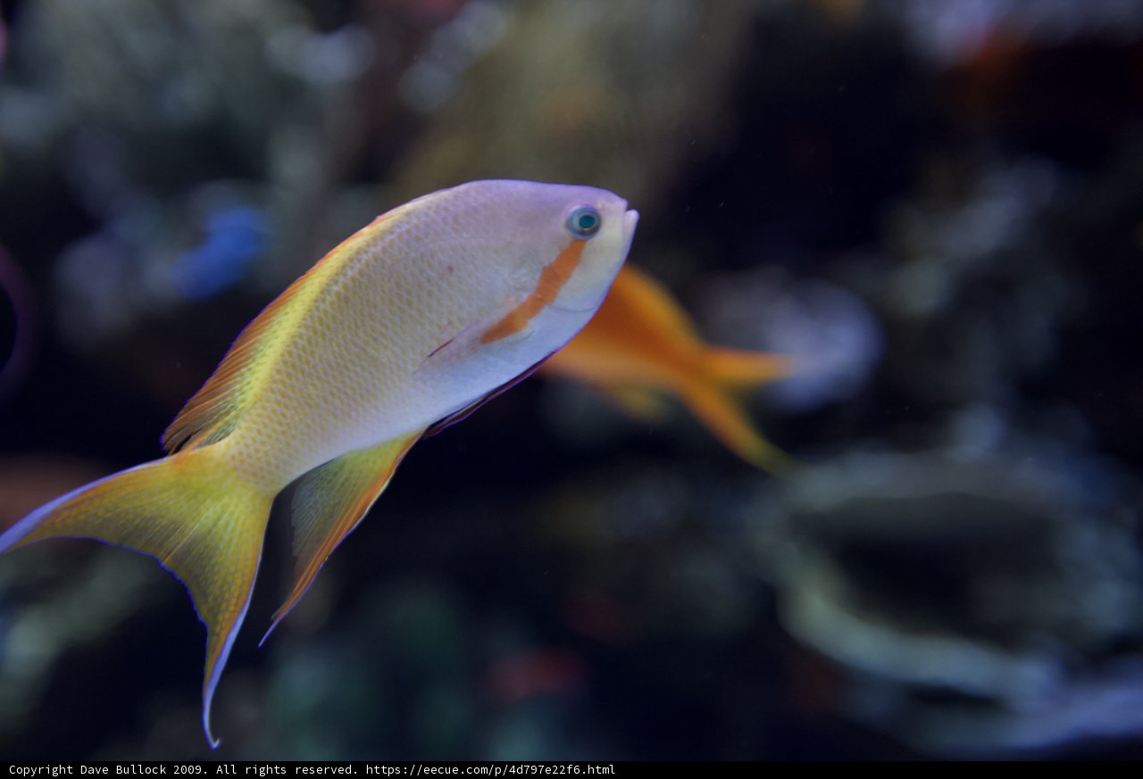 Yellow and Blue Angelfish