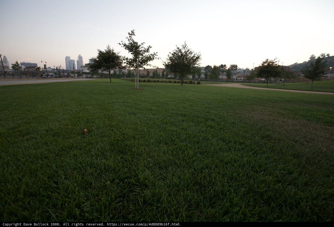 Tree in a Grassy Field