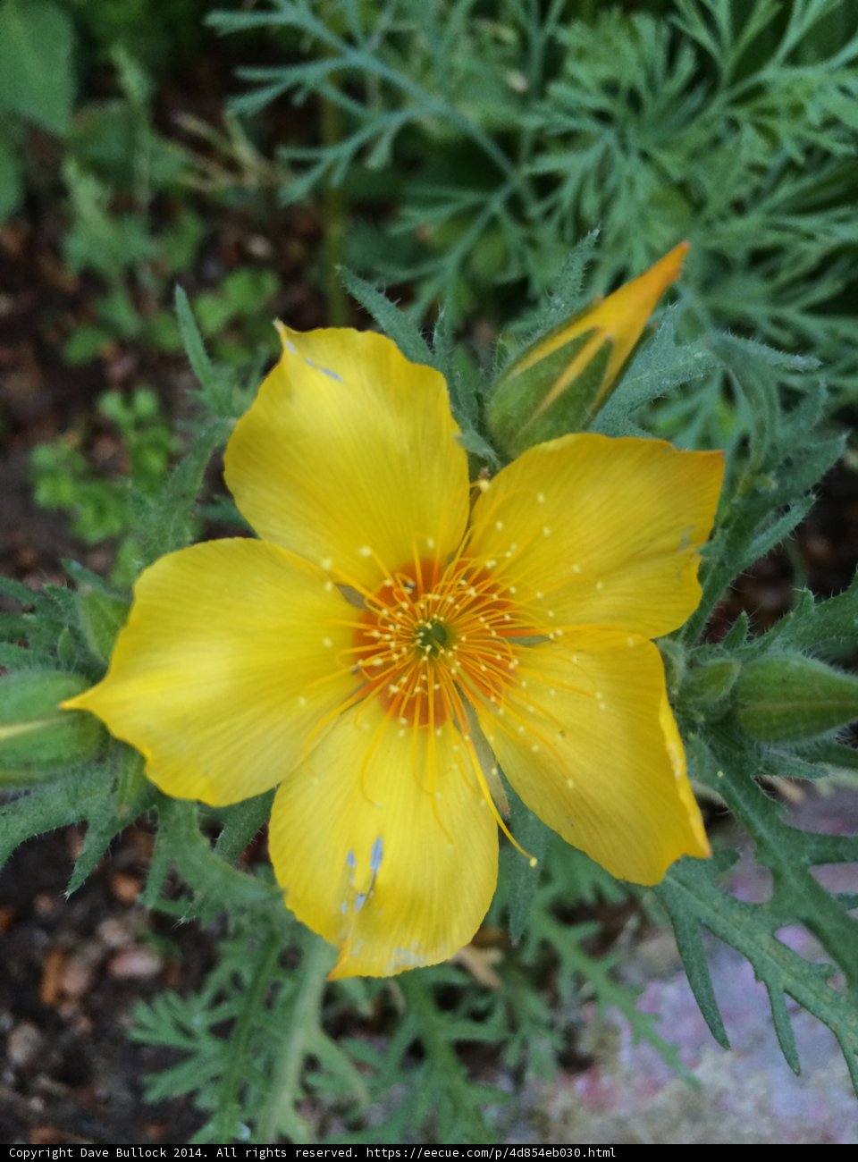 Sunny Petunia Blossom
