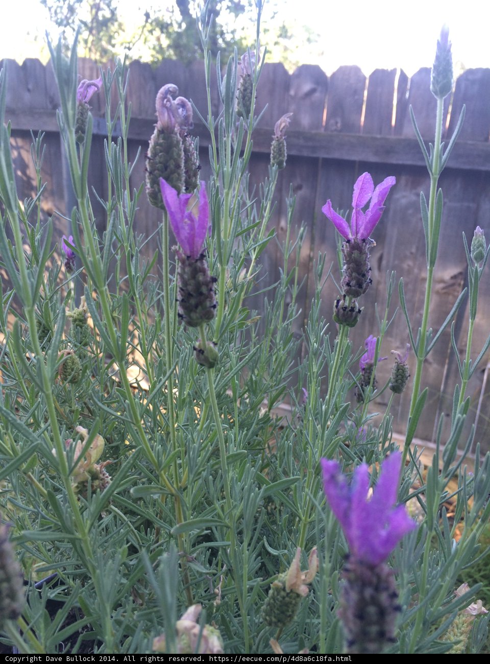 Purple Snapdragon and Lavender Garden