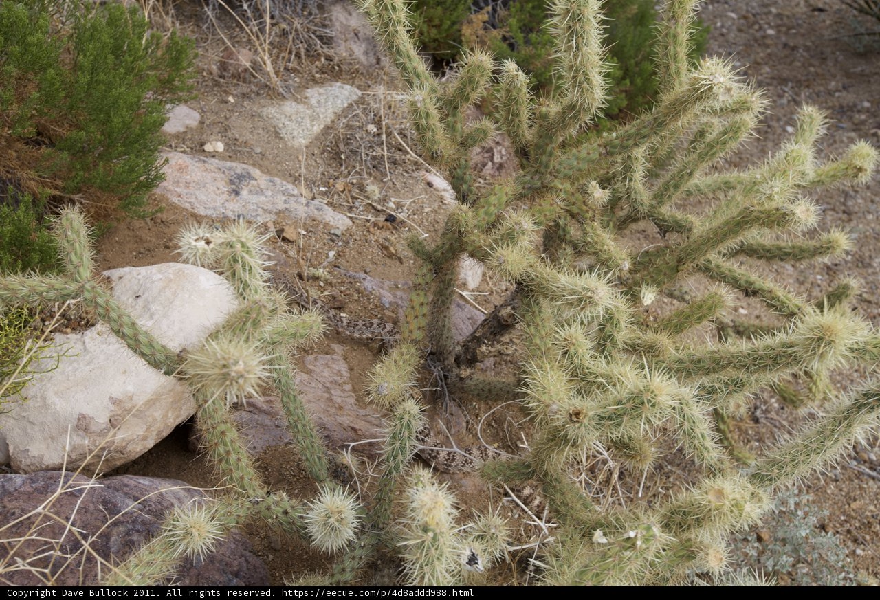 Verdant Cactus