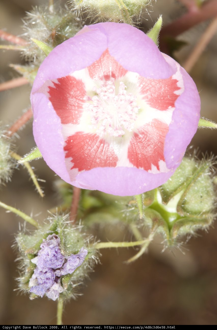 Pink Geranium in the Desert