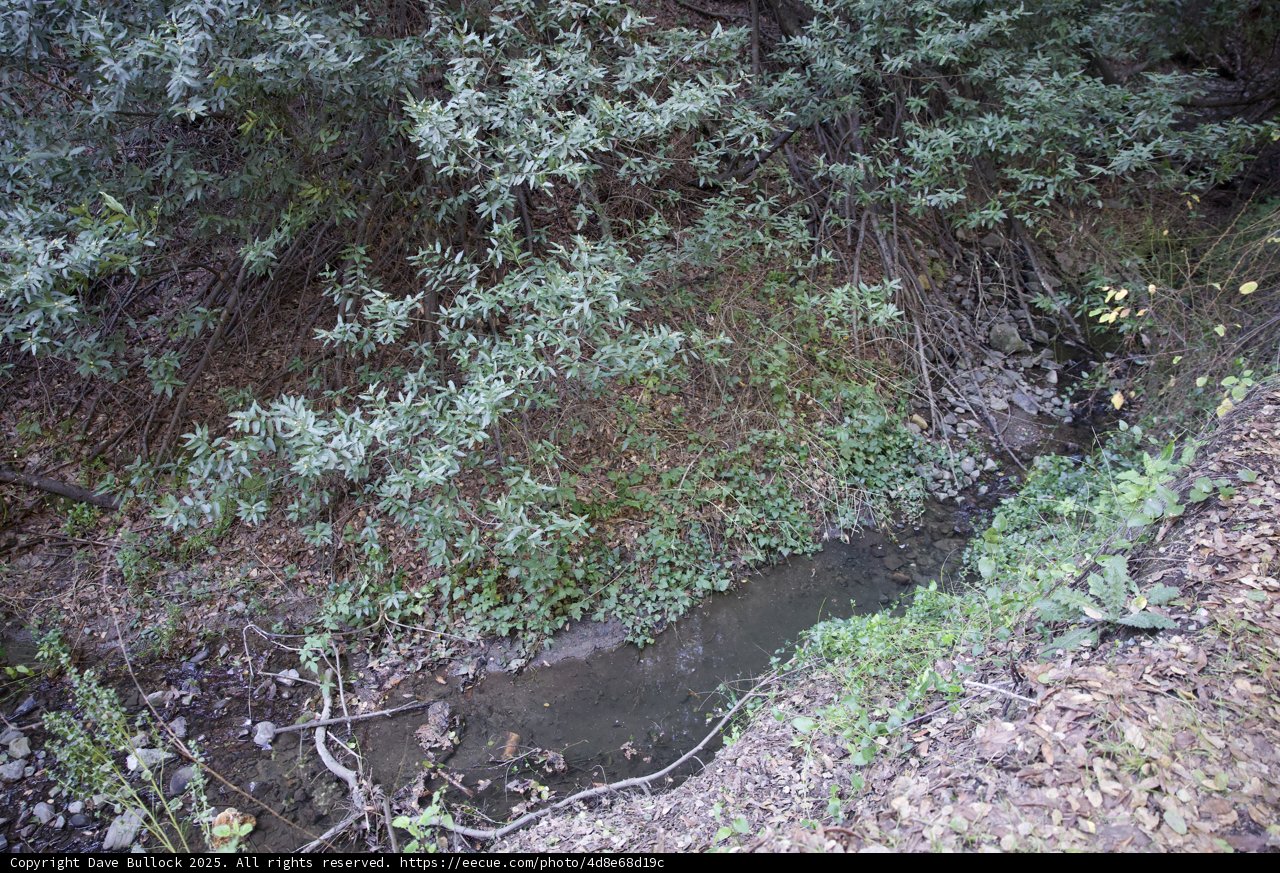 Serene Creekside on Huckleberry Trail