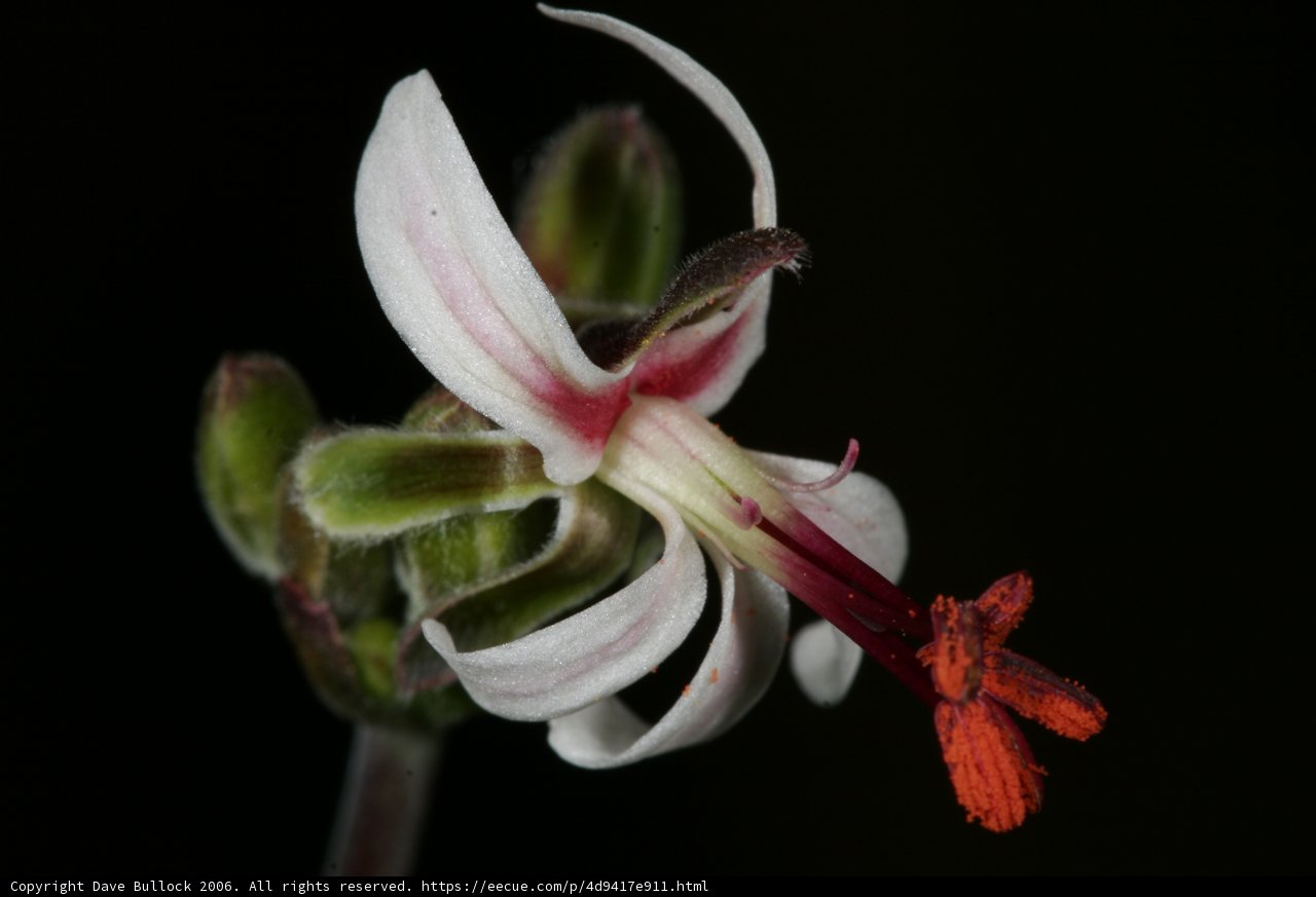 Elegant Geranium Lily on Mysterious Black