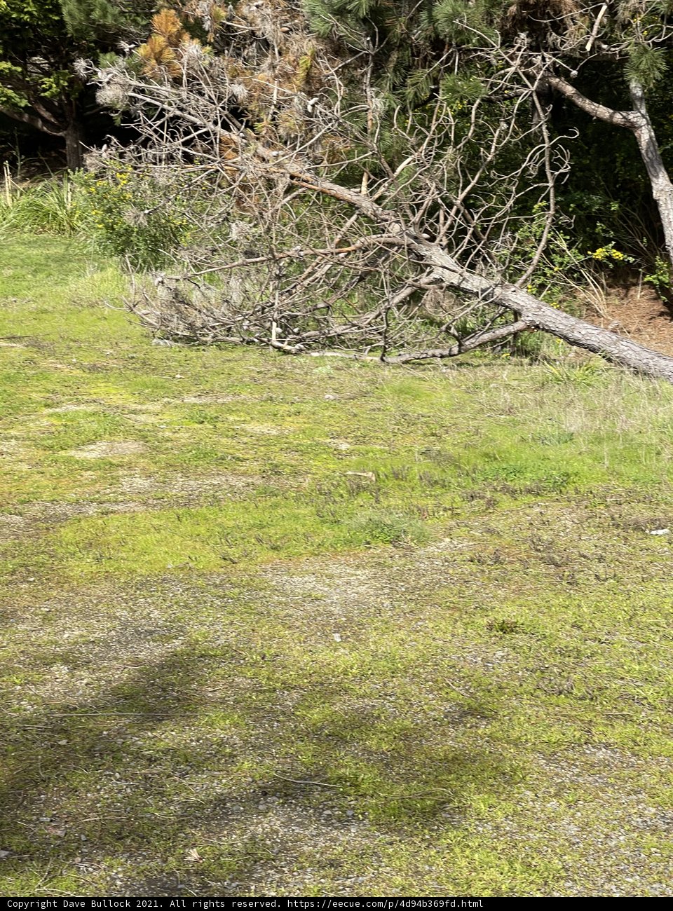 Fallen Tree in Rural California