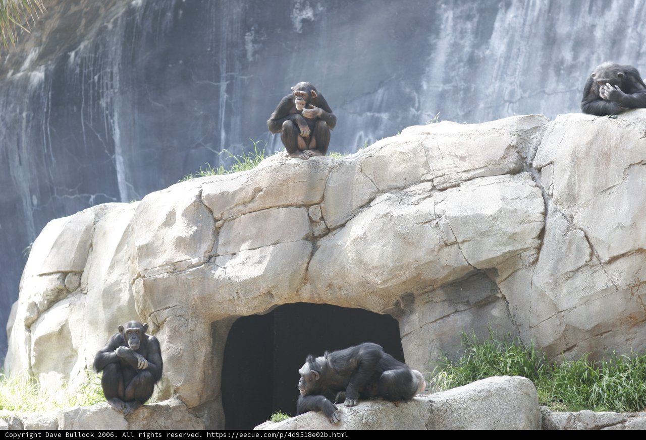 Chimps enjoying the waterfall view