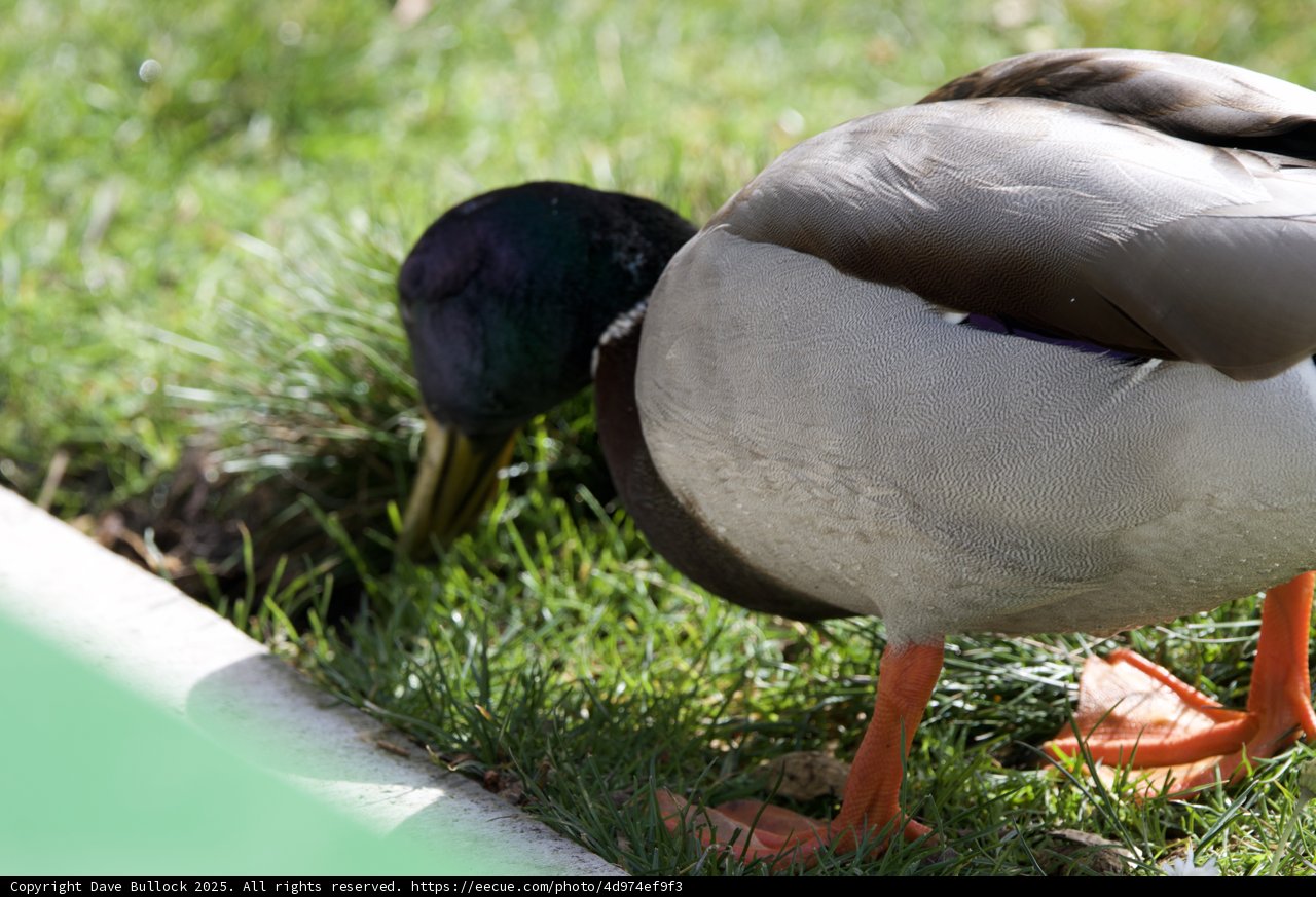 Grazing by the Water's Edge