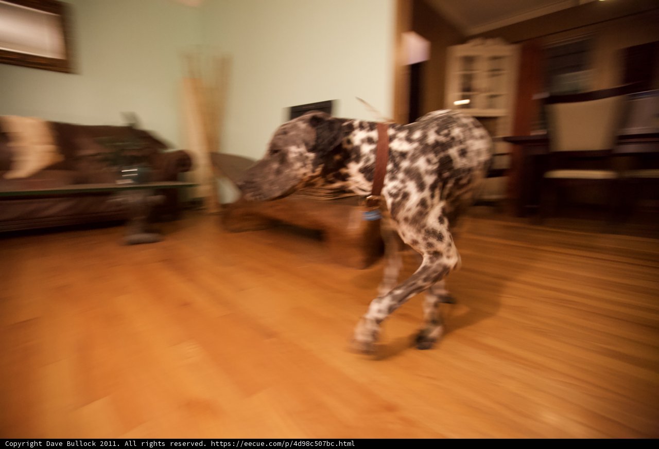 Wood-Walking Pup